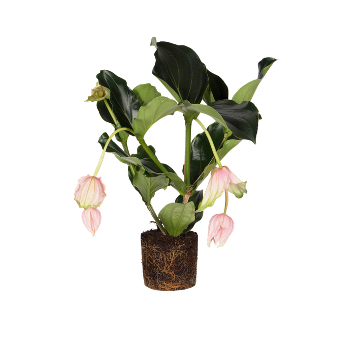 Medinilla magnifica